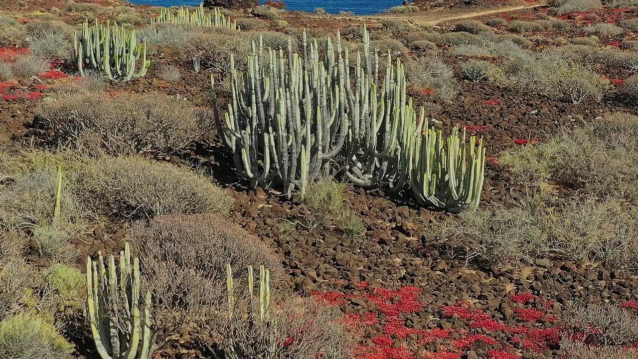 Explore Tenerife's diverse landscape with cacti and flowers