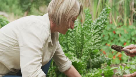 älteres kaukasisches paar pflanzt und arbeitet zusammen im garten