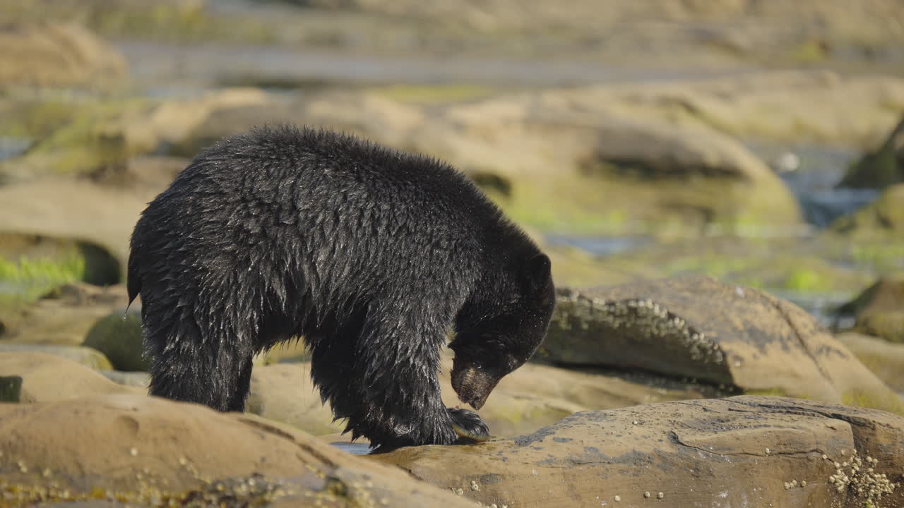Orso nero nella Columbia Britannica, Canada, che pesca lungo la spiaggia e gli scogli per prepararsi al letargo e all'inverno