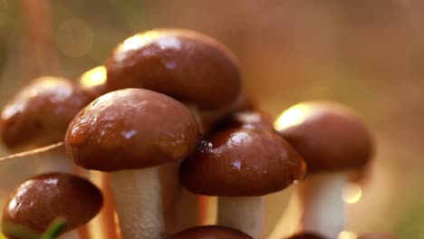 armillaria mushrooms of honey agaric in a sunny forest.