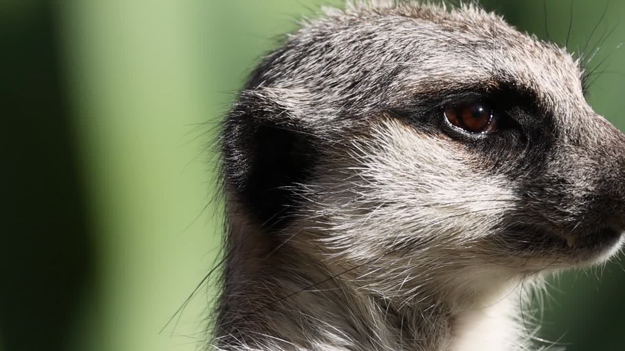 A detailed close-up of a meerkat's face as it turns its head and observes surroundings