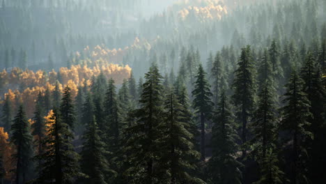 puesta de sol en las montañas con bosque y sol brillante