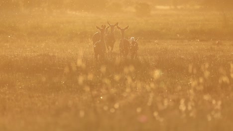 a herd of reedbuck deer in atmospheric evening golden light, botswana