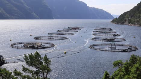 farm salmon fishing in norway