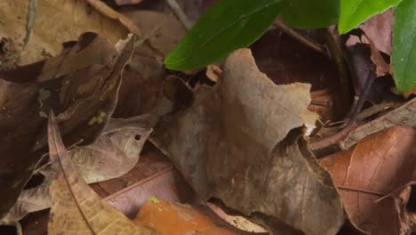 A-large-black-and-yellow-caterpillar-wiggles-to-emerge-from-its-hide-made-from-leaves-and-crawls-out-onto-ground-of-dead-leaves,-close-up-shot