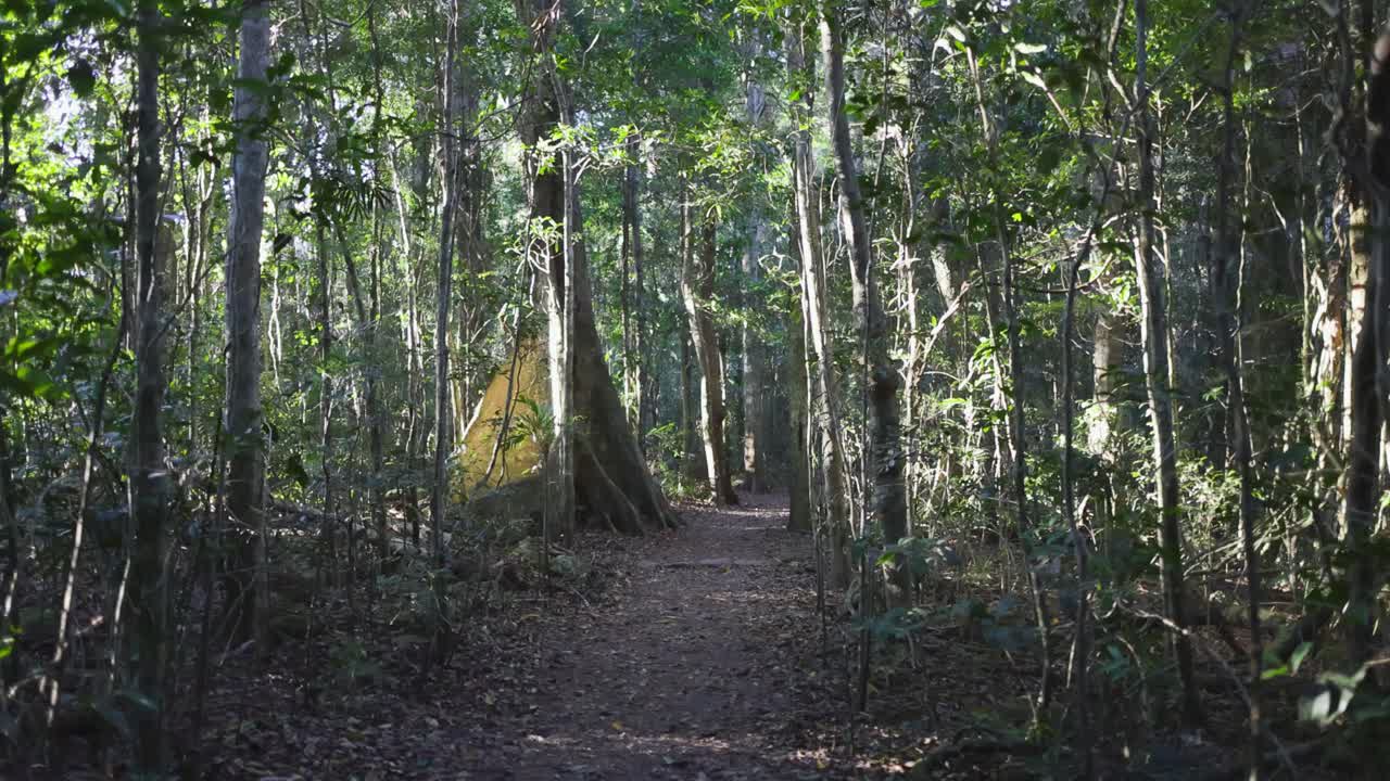 울창 한 열대 우림 을 가로질러 조용 한 산책