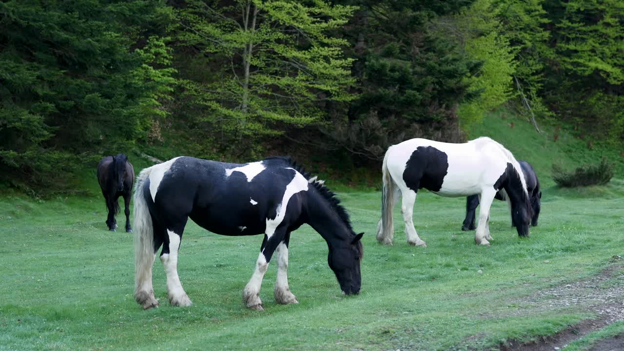 A herd of Pottoks, a traditional breed of horses from the pyrenees, roaming freely in the cirque de Gavarnie, a UNESCO site.
