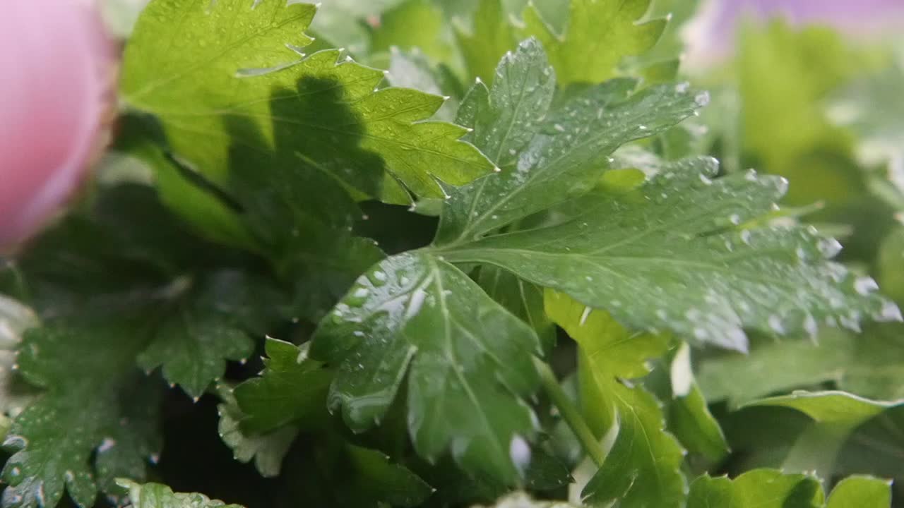 Fresh parsley leaves