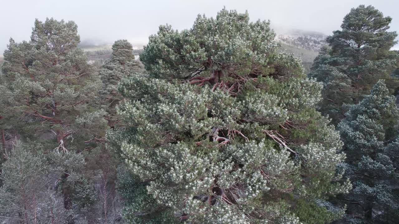 кинематографические кадры с беспилотника, появляющиеся из заснеженного полога соснового леса и открывающие драматический горный пейзаж