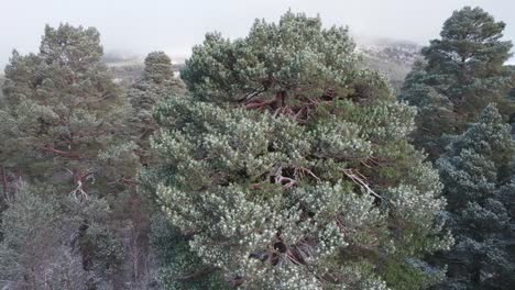 Cinematic drone footage appearing from the snow covered canopy of a Scots pine forest to reveal a dramatic mountain landscape