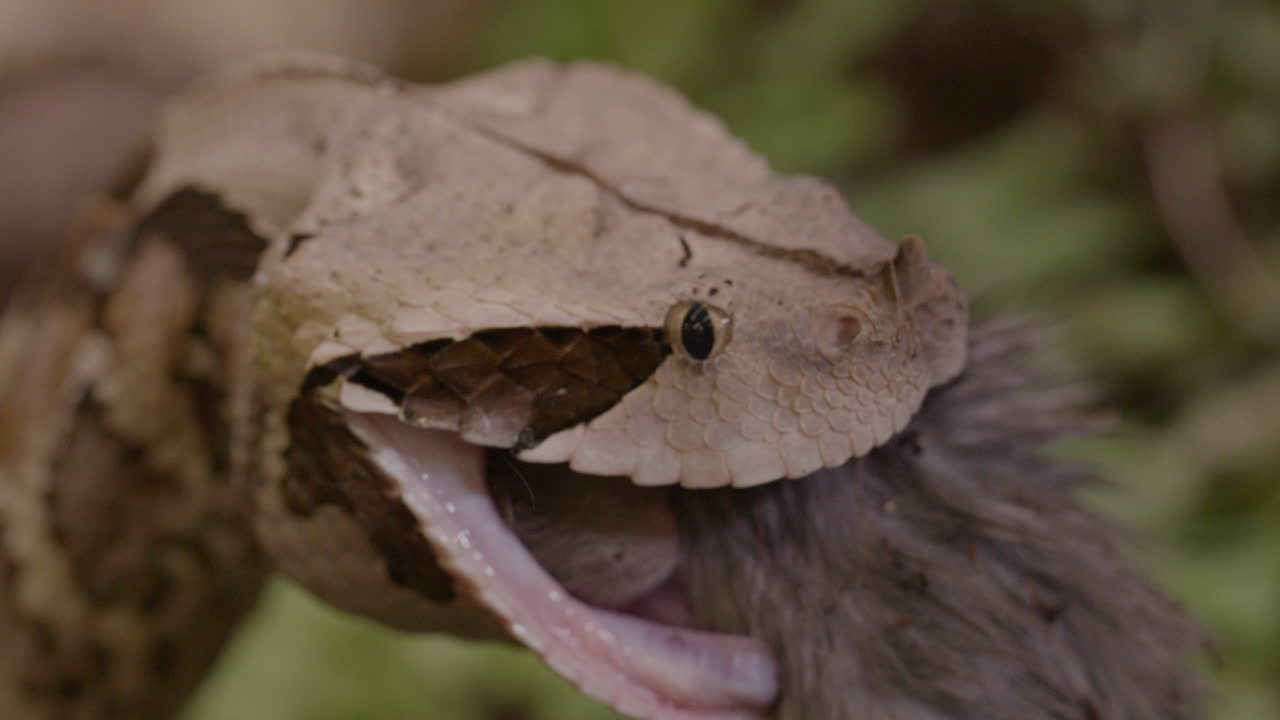 los enormes colmillos de una víbora gabonesa