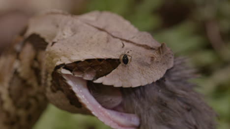 the enormous fangs of a gaboon viper