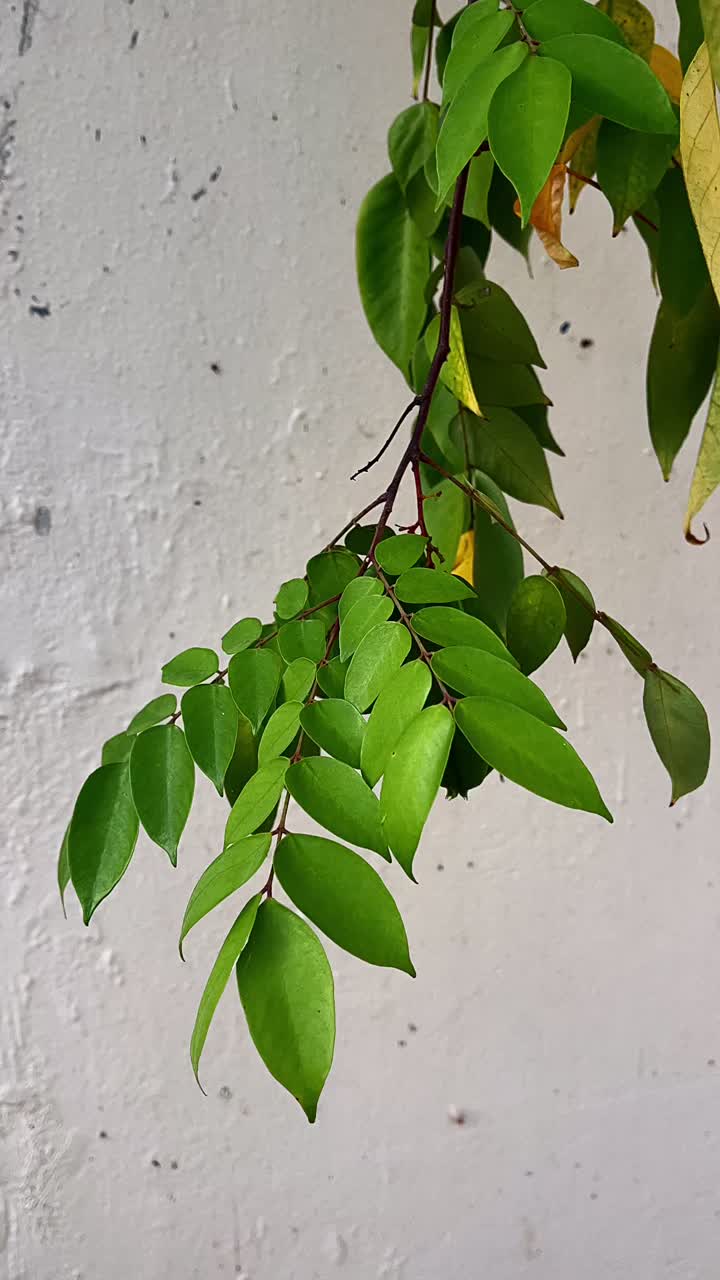 Close-up of a plant branch with green leaves against a textured wall