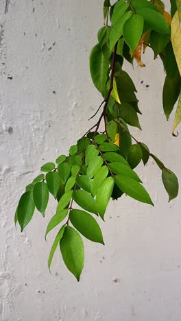 close-up of a plant branch with green leaves against a textured wall