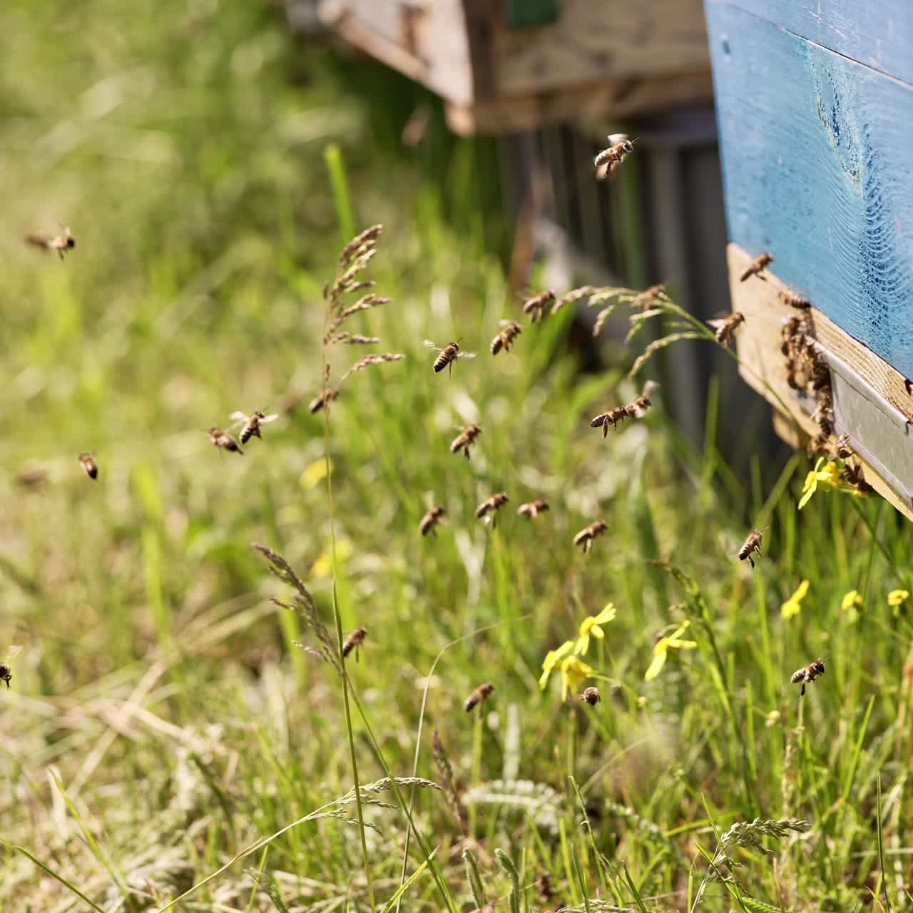 Working bees fly up to the hive and hover in front of entering slot. Wooden bee hives outdoors on sunny summer day