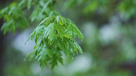 steady rain falling on tree branches with leaves - super slow motion
