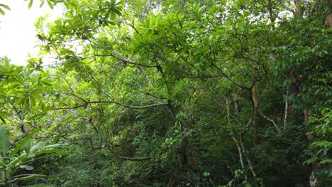 Lush-green-jungle-environment,-aerial-drone-flying-extremely-close