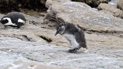 Afrikanischer-Pinguin-Oder-Kappinguin,-Küken-Mausern