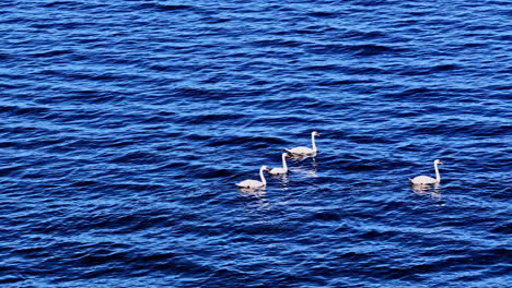 elegant swans glide across blue water rippled with gentle small waves in a peaceful scene