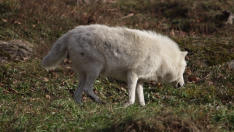 El-Lobo-ártico-Da-La-Vuelta-Y-Camina-De-Regreso-A-La-Soleada-Cresta-De-Hierba