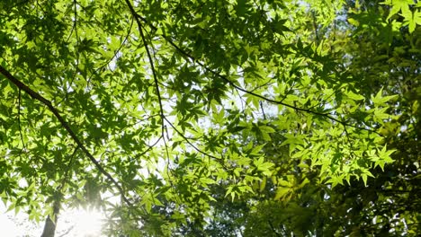 maple fresh green reaves in summer