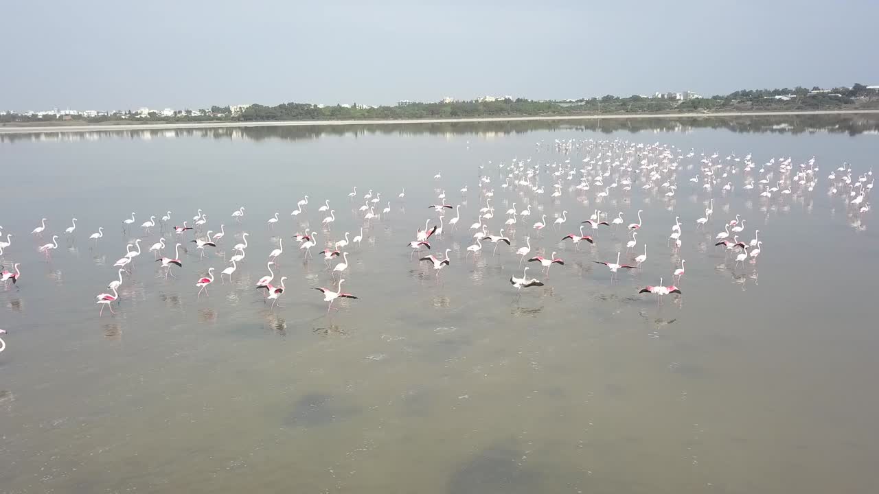 키프로스 라르나카 시 솔트 레이크에서 플라밍고 무리의 공중 낮은 샷
