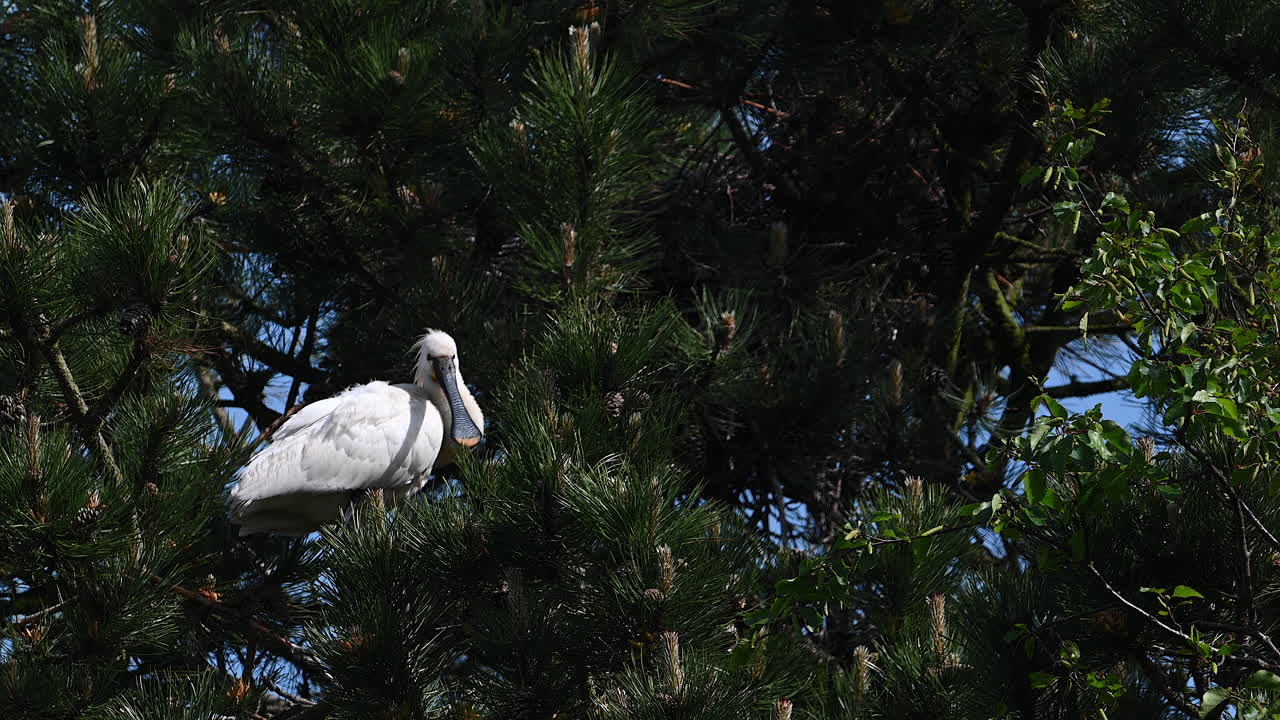 깃털을 번식시키는 저어새 성인, 소나무에서 몸단장
