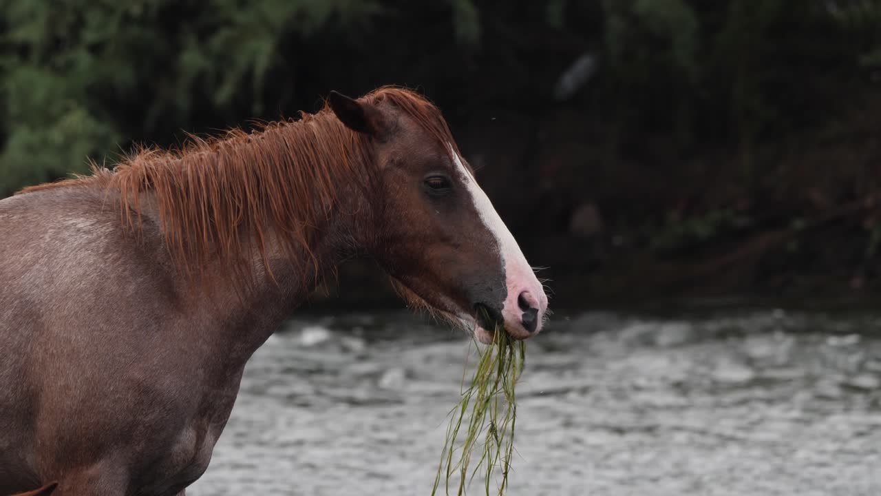 el caballo levanta la cabeza mientras come en un río en el desierto de sonora