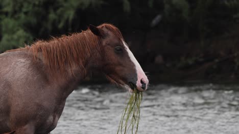 the horse rears its head up while eating in a river in the sonoran desert