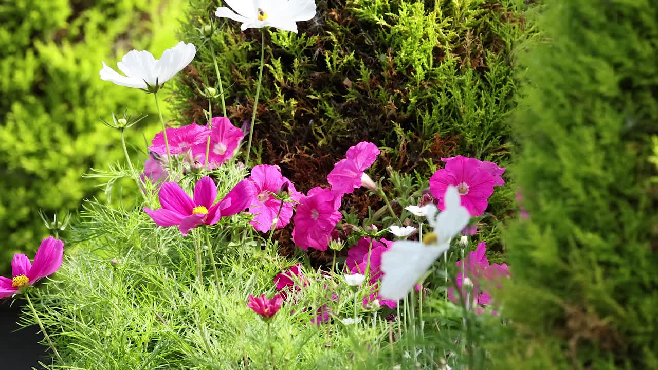 Farverige petuniaer blomstrer i en frodig have