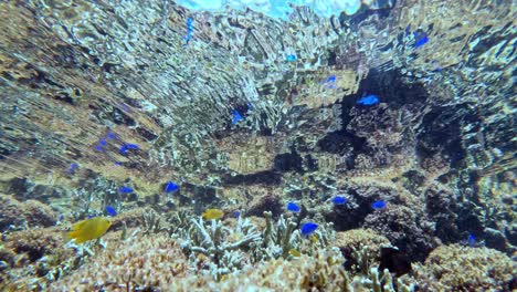 a large school of fish in clear ocean. underwater shot