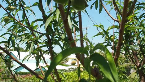 Peach Tree full of Peaches