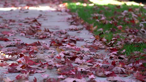 4k stock footage video of red maple leaves fallen on the sidewalk