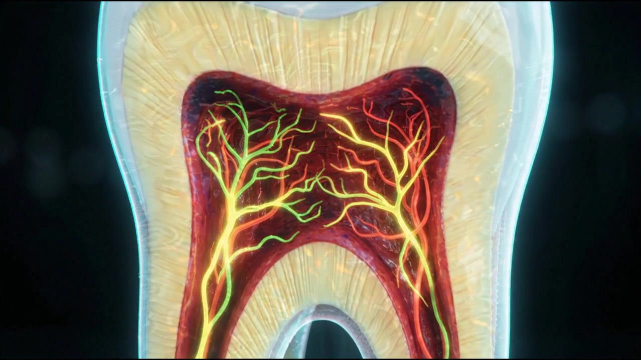 İnsan dişi kesit anatomisi dental hologram