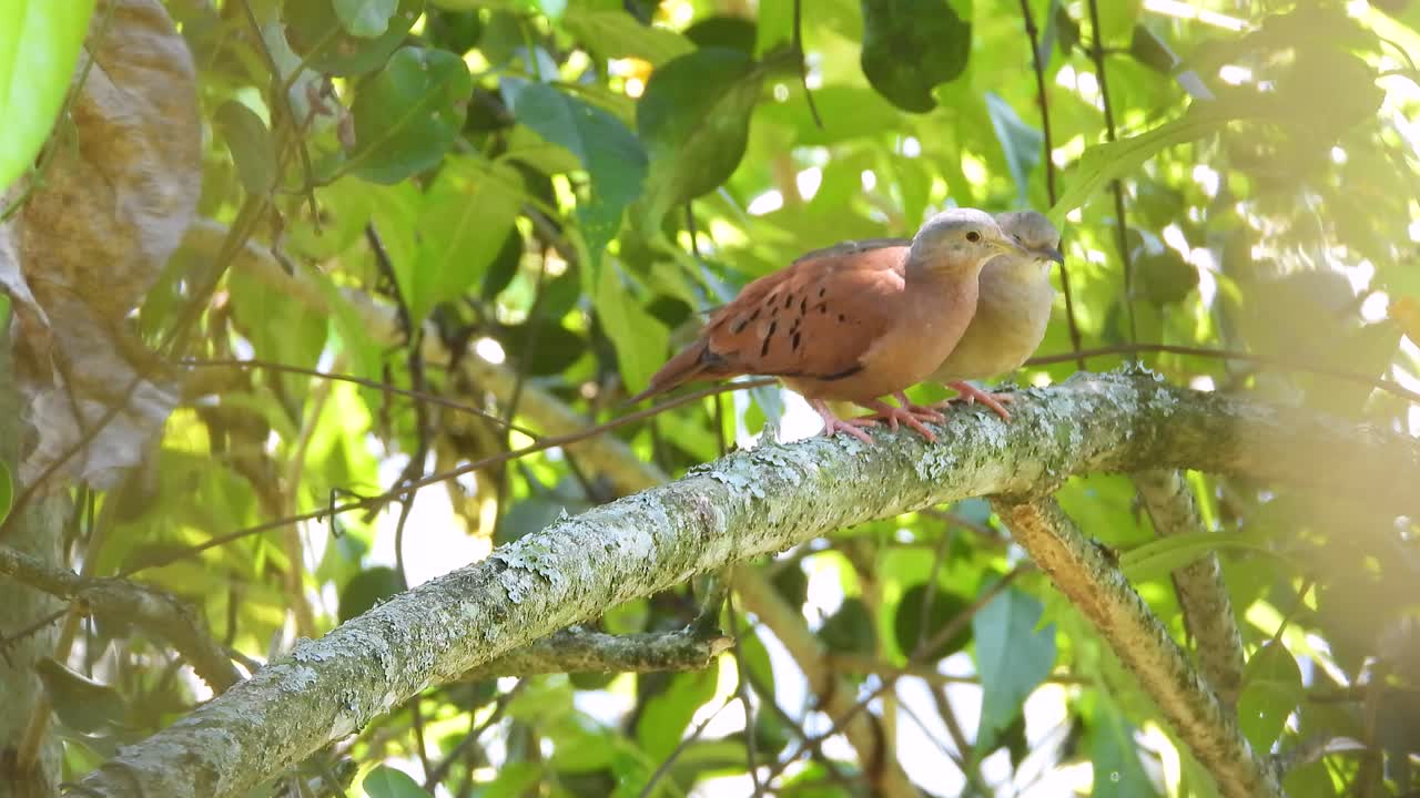 una pareja de palomas de tierra rojas que se aparean jugando picoteando entre sí mientras están en una rama en la vega, colombia