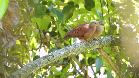 Un-Par-De-Palomas-Terrestres-Rojizas-Apareándose-Juguetonamente-Picoteándose-Mientras-Están-Posadas-En-Una-Rama-En-La-Vega,-Colombia