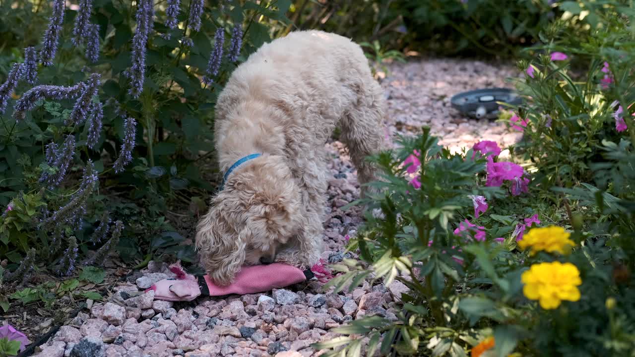 귀여운 개는 꽃밭 길에서 돼지 장난감을 핥고, 고정 소프트 포커스 필름 모양