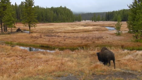 Un-Bisonte-Pasta-En-Un-Claro-En-El-Parque-Nacional-De-Yellowstone-2