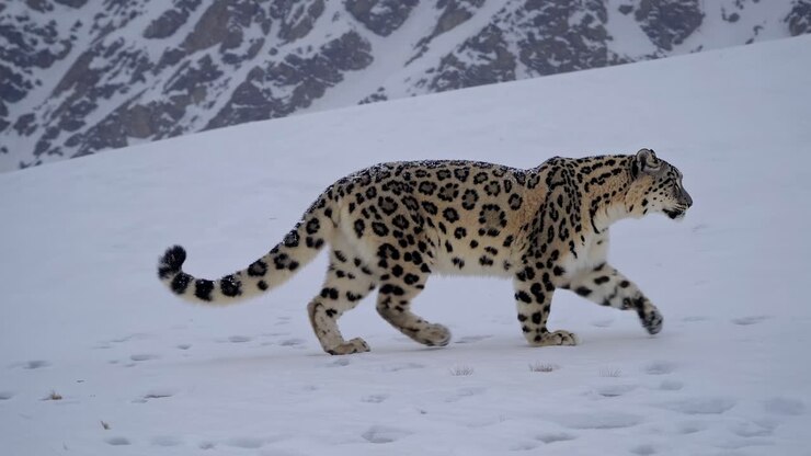 Side view of a snow leopard walking on a snowy slope, captured in a wildlife video