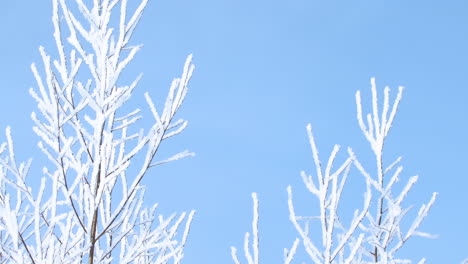 frozen branches against a blue sky