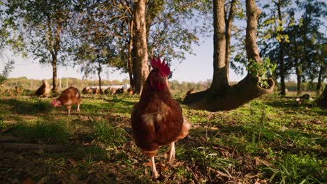 Pollo-Marrón-De-Corral-Siguiendo-La-Cámara-En-Cámara-Lenta-En-Pastos-Rurales-Del-Medio-Oeste