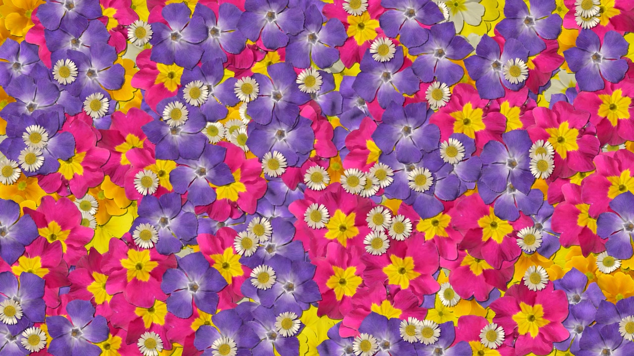Transizione fiore, pianta, petalo, fioritura, giardino estivo, loop 4K