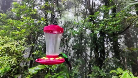 slow motion close-up of a graceful hummingbird flying around a bird feeder in monteverde cloud forest, costa rica.