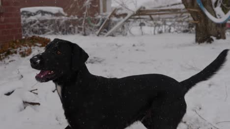 snowing on first day of spring throwing toy ball with black lab dane labradane dog as he gets faked out and jumps to catch it - in cinema 4k half speed at 30fps