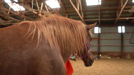 A-woman-girl-walking-a-horse-inside-the-horse-pen