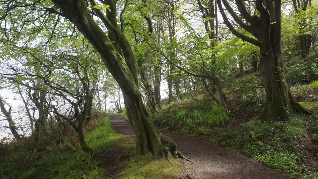 Slow-motion shot of a person walking through a vibrant forest in spring. Lush foliage, soft sunlight, and serene atmosphere create a tranquil natural scene ideal for seasonal or environmental themes.