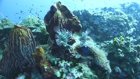 two common lion fish approach each other posturing on tropical coral reef