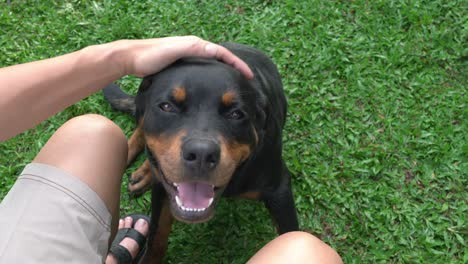 man caresses his rottweiler dog. grass at the background. outdoors. close up shot.