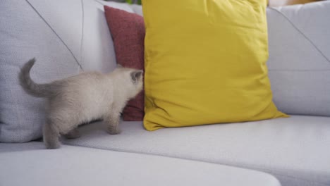 el gatito está solo en casa.