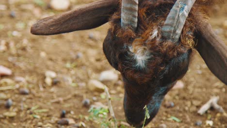 Baby-Goat-Eating-Leaves-In-Bonaire,-Kralendijk---Close-Up-Shot